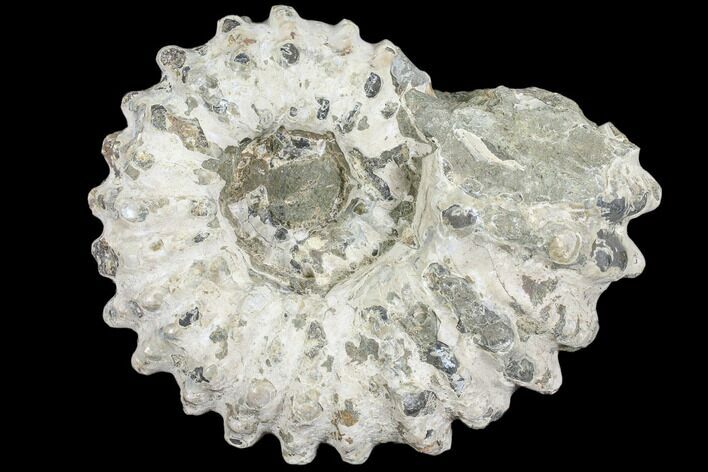 Bumpy Ammonite (Douvilleiceras) Fossil - Madagascar #103054